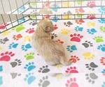 Small #7 Havanese