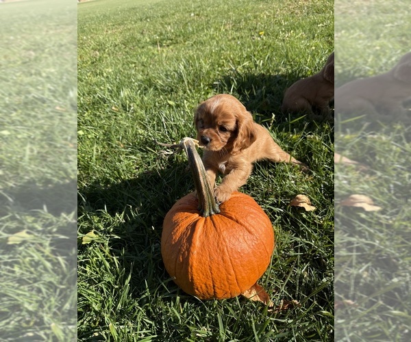Medium Photo #5 Cavalier King Charles Spaniel Puppy For Sale in ALLIANCE, OH, USA