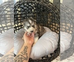 Small Photo #50 Siberian Husky Puppy For Sale in KANSAS CITY, MO, USA