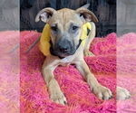 Small #3 American Pit Bull Terrier-Labrador Retriever Mix