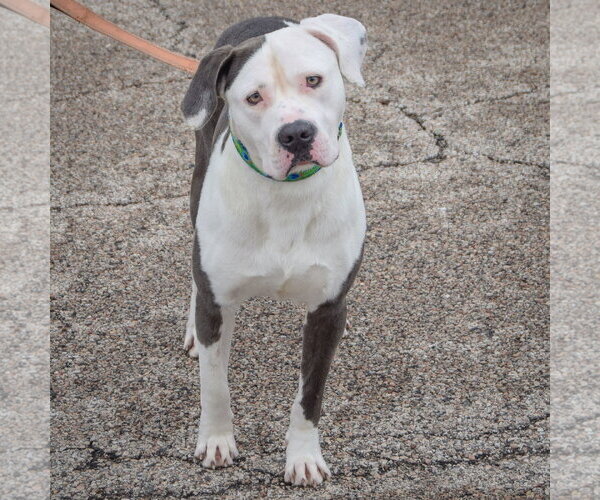 Medium Photo #6 American Bulldog-American Staffordshire Terrier Mix Puppy For Sale in Huntley, IL, USA