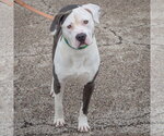 Small #5 American Bulldog-American Staffordshire Terrier Mix