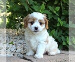 Small Photo #3 Cavapoo Puppy For Sale in GAP, PA, USA