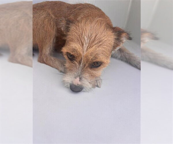 Medium Photo #1 - Mix Puppy For Sale in Houston, TX, USA