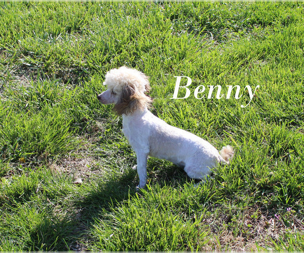 Medium Photo #1 Poodle (Toy) Puppy For Sale in CHANUTE, KS, USA