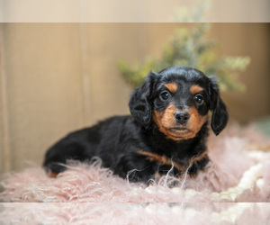 Medium Dachshund