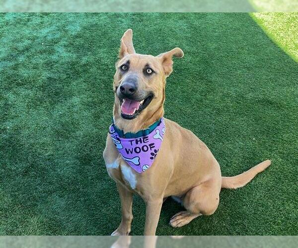 Medium Photo #3 German Shepherd Dog Puppy For Sale in Orange, CA, USA