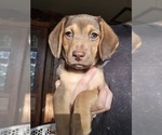 Small Beagle