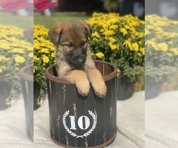 Medium Photo #3 German Shepherd Dog Puppy For Sale in ROCKFIELD, KY, USA