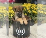 Small Photo #3 German Shepherd Dog Puppy For Sale in ROCKFIELD, KY, USA