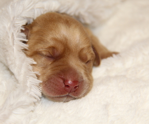 Medium Photo #3 Labrador Retriever Puppy For Sale in HYDE PARK, VT, USA