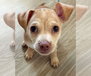 Medium Chihuahua Mix