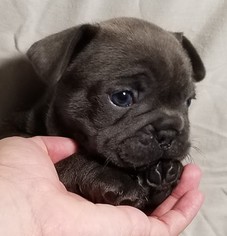 French Bulldog Puppy for sale in REDMOND, OR, USA