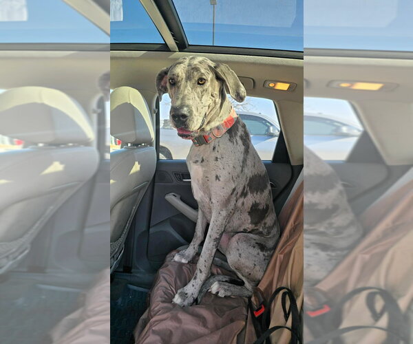 Medium Photo #1 Great Dane Puppy For Sale in Bullard, TX, USA