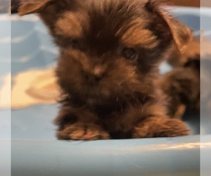 Yorkshire Terrier Puppy for sale in JOHNSTOWN, PA, USA