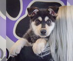 Small #4 Siberian Husky Mix