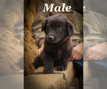 Puppy Puppy 6 Labrador Retriever