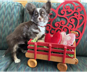 Chihuahua Puppy for sale in NEWVILLE, PA, USA