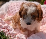 Small Photo #18 Cavapoo Puppy For Sale in GOSHEN, IN, USA