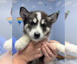 Small #1 Siberian Husky