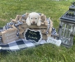 Small Photo #2 Labrador Retriever Puppy For Sale in MECHANICSVILLE, MD, USA