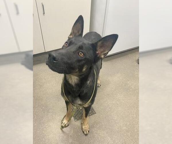 Medium Photo #1 German Shepherd Dog Puppy For Sale in HESPERIA, CA, USA