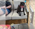 Small #26 American Pit Bull Terrier Mix