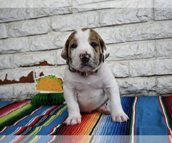 Medium Photo #1 Great Dane-Unknown Mix Puppy For Sale in OKLAHOMA CITY, OK, USA