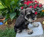 Small #12 Schnauzer (Miniature)