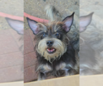 Small #3 Mutt