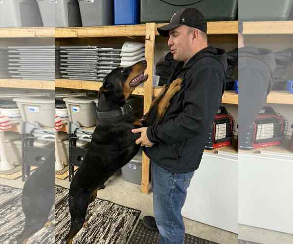 Medium Photo #7 Doberman Pinscher Puppy For Sale in Buffalo, MN, USA