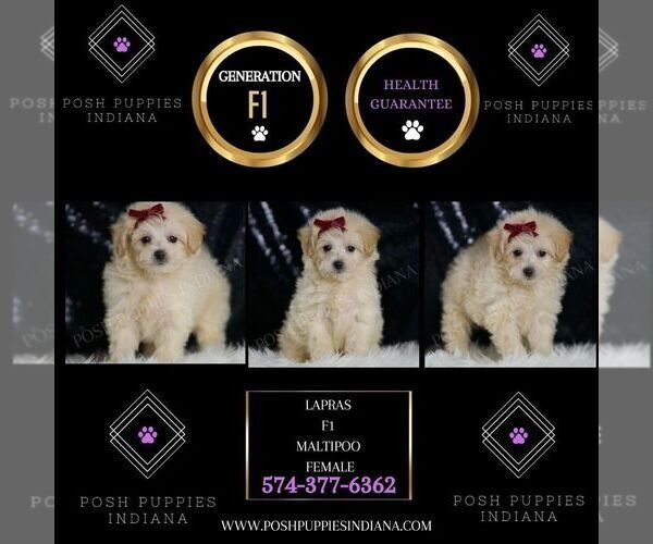 Medium Photo #2 Maltipoo Puppy For Sale in WARSAW, IN, USA