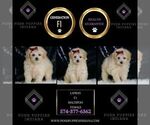 Small #1 Maltipoo