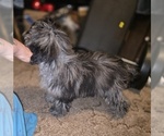 Small #9 ShihPoo