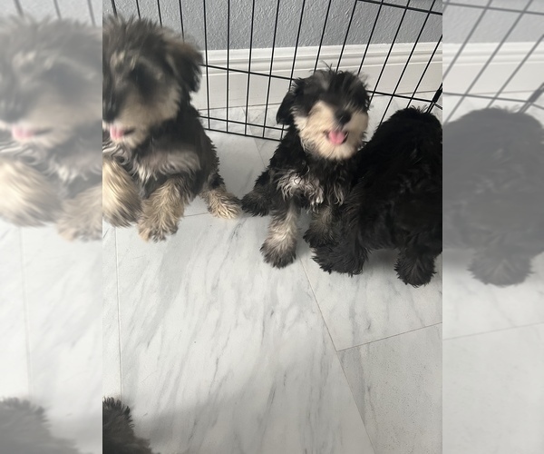 Medium Photo #10 Affenpinscher-Miniature Schnauzer Mix Puppy For Sale in MIAMI, FL, USA