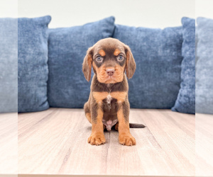 Beaglier Puppy for sale in MILLERSBURG, OH, USA