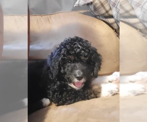 Bernedoodle (Miniature) Puppy for sale in BELMONT, MA, USA