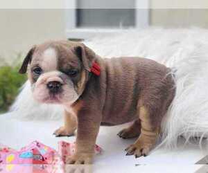 English Bulldog Puppy for sale in JACKSONVILLE, FL, USA