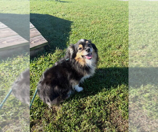 Medium Photo #2 Pomeranian-Unknown Mix Puppy For Sale in Pierceton , IN, USA