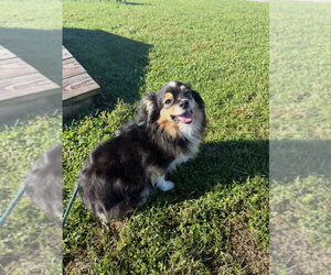 Clyde - Male Pomeranian-Unknown Mix Dog for Adoption - Photo #2