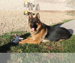 Small Photo #1 German Shepherd Dog Puppy For Sale in HORN CREEK, CO, USA