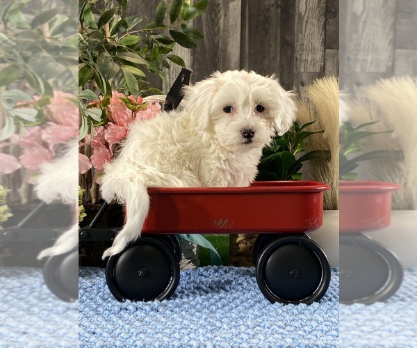 Medium Photo #2 Coton de Tulear Puppy For Sale in CANOGA, NY, USA