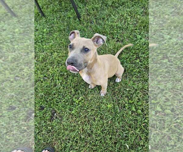 Medium Photo #3 Mutt Puppy For Sale in Marine City, MI, USA