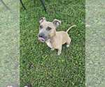 Small #2 Mutt