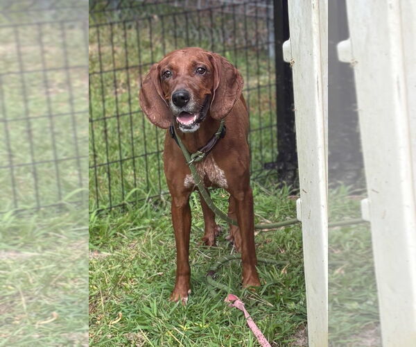 Medium Photo #3 Coonhound Puppy For Sale in Virginia Beach, VA, USA