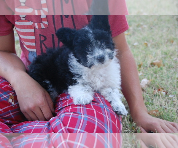 Medium Photo #2 Miniature Australian Shepherd Puppy For Sale in HARRISON, AR, USA