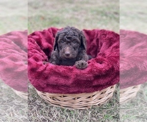 Double Doodle Puppy for Sale in LEXINGTON, North Carolina USA