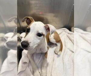 Mutt Dogs for adoption in San Antonio, TX, USA