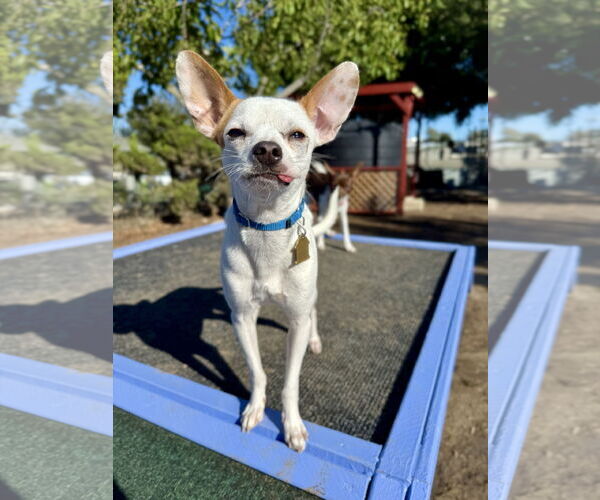 Medium Photo #1 Chihuahua-Unknown Mix Puppy For Sale in Seal Beach, CA, USA