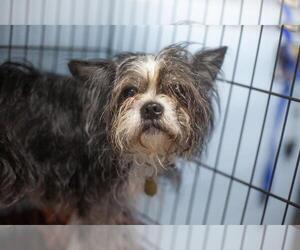 BoShih Dogs for adoption in Mountain Home, AR, USA